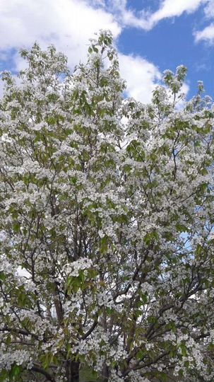 Участок 6,4 сот. (ИЖС)