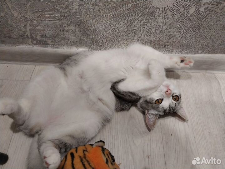 Котёнок