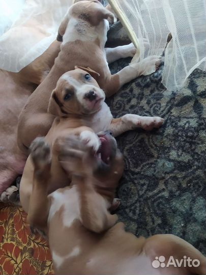 Щенки амстафф