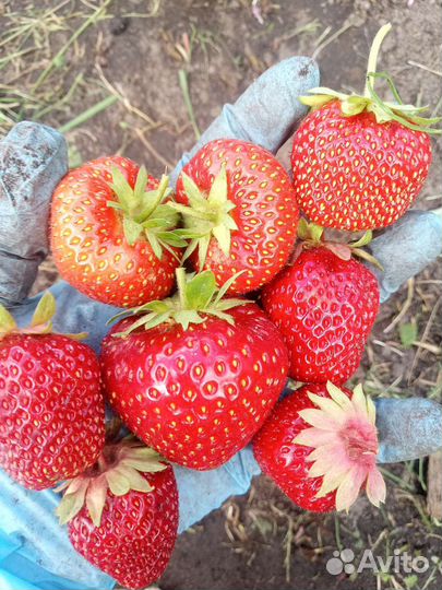 Рассада сортовой клубники