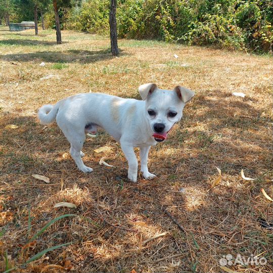 Найдена собака