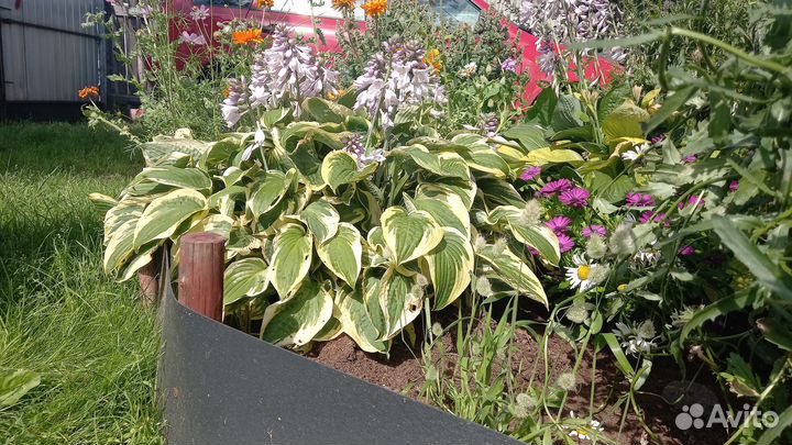 Продам Хосту