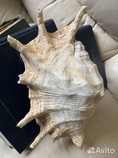 Ракушка морская