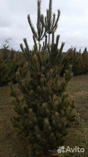 Кедр, кедры, сосна кедровая