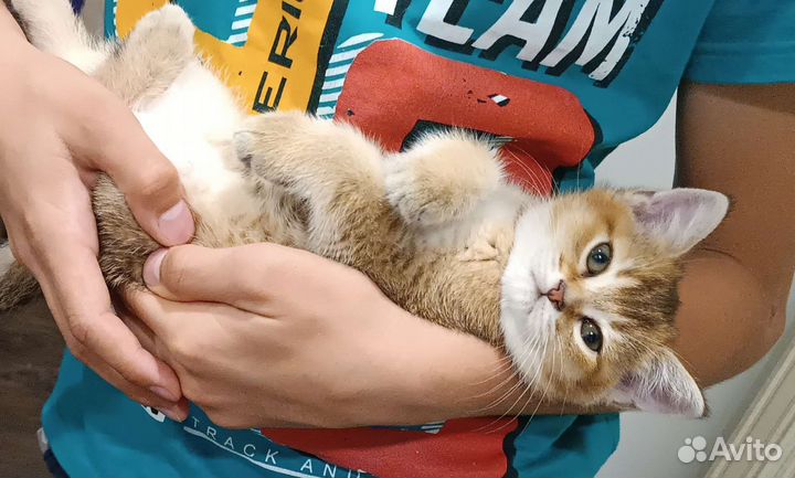 Шотландские прямоухие котята