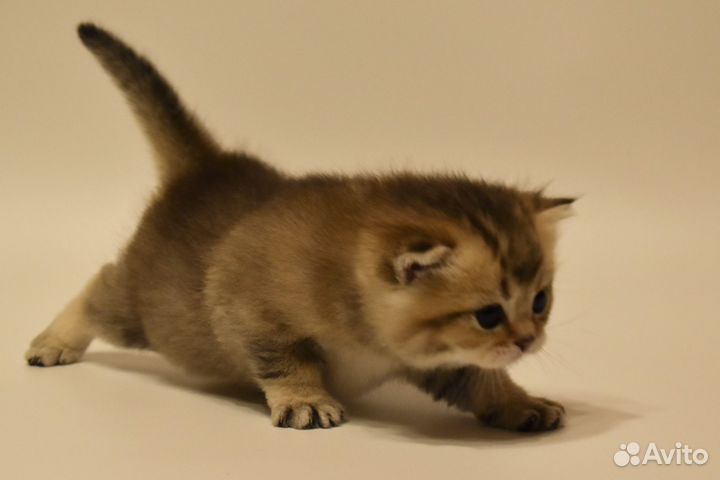 Котёнок Британская золотая шиншилла мальчик