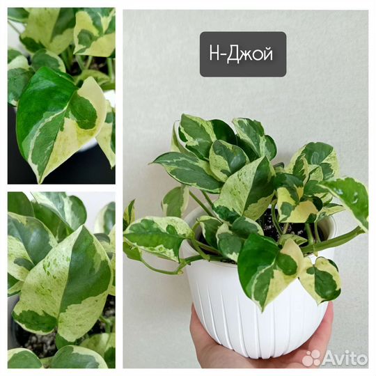 Растения разнообразные