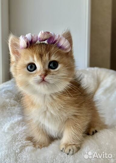 Шикарная яркая кошка золотая шиншилла