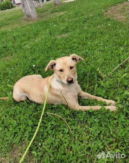 Собака в добрые руки отдам бесплатно