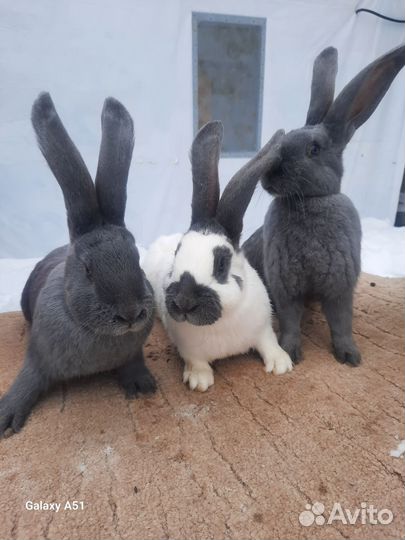 Немецкий Пёстрый Великан нпв (Строкач)