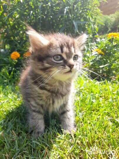 Котенок шотладский