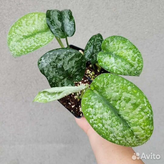 Сциндапсус Сильвер Сплеш (Silver Splash)