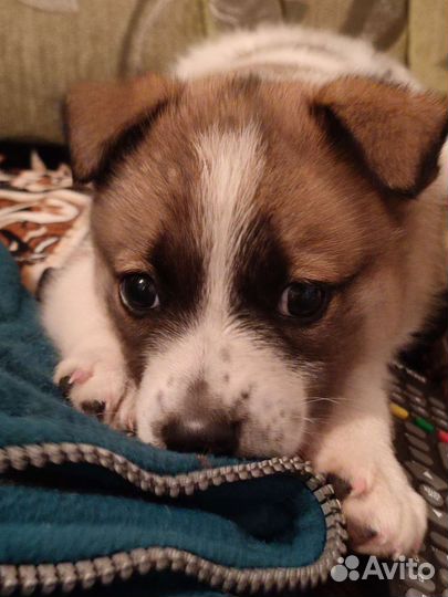 Дворянского рода