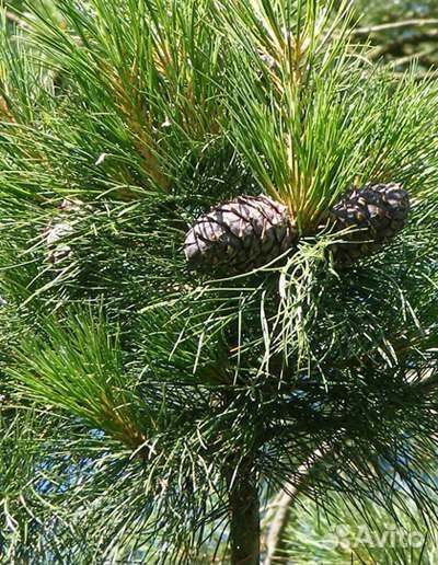 Кедр молодой с корнем