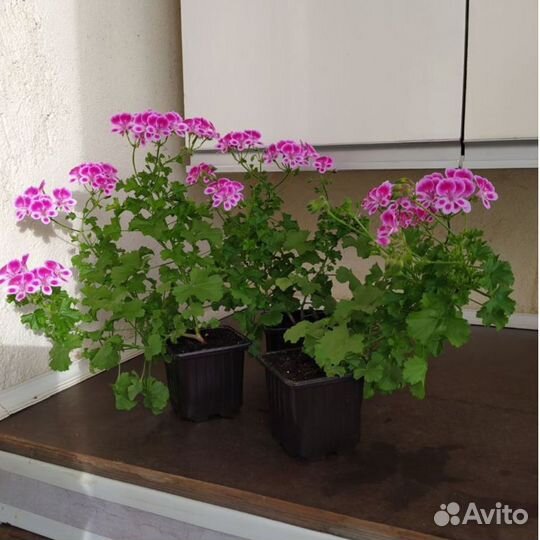 Пеларгония Ангел Виола, комнатные растения, цветы