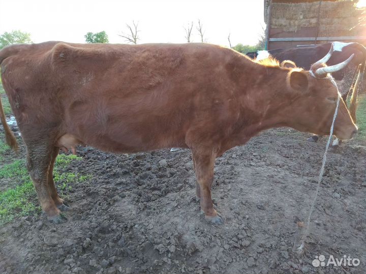 Корова на подсос 50тысач