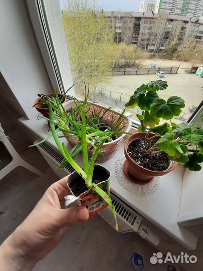 Алоэ древовидный (лечебный )