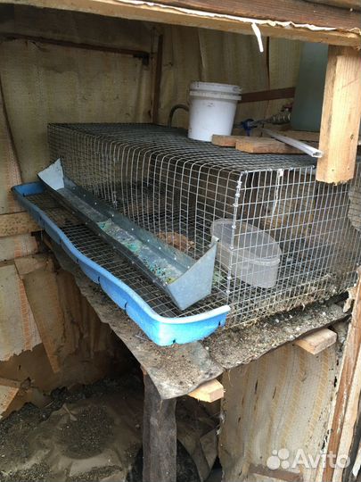 Клетки для перепелов