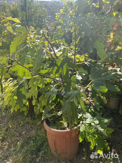 Саженец инжира