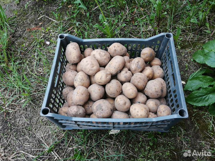 Продам картофель