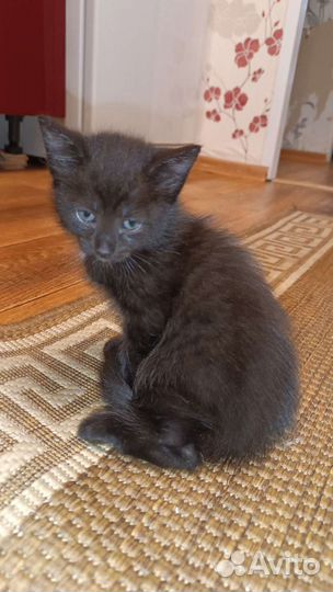 Котеночек