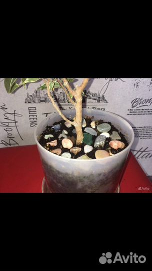 Фикус бенджамина мелколистный