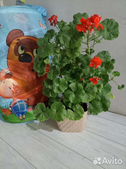 Пеларгония герань