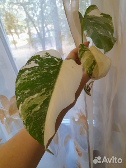 Монстера Альба Борзига