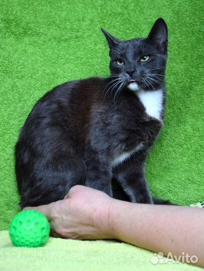 Котик в добрые руки