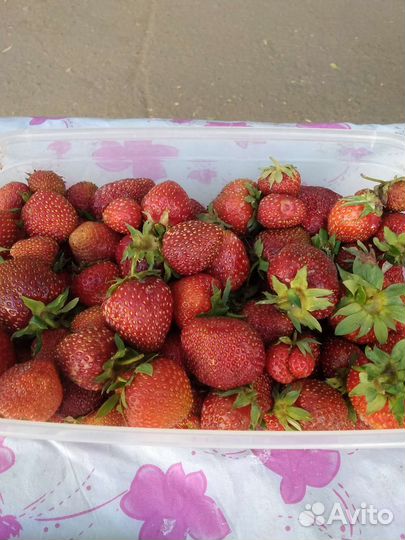 Рассада клубники