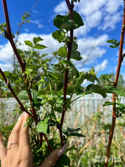 Саженцы малины