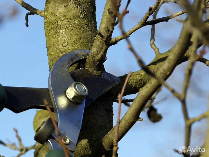 Обрезка плодовых деревьев, винограда