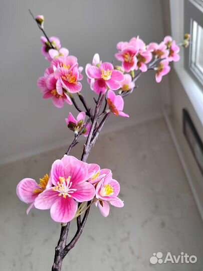 Цветы сакура