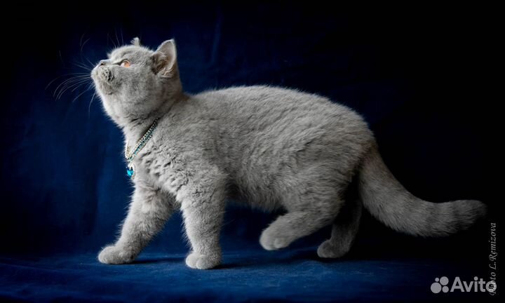 Голубой британский котенок. Мальчик