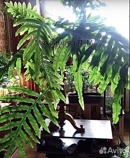 Папоротник флебодиум