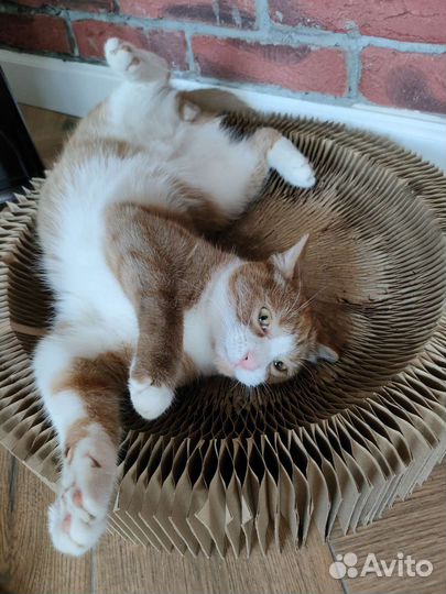 Котики парой