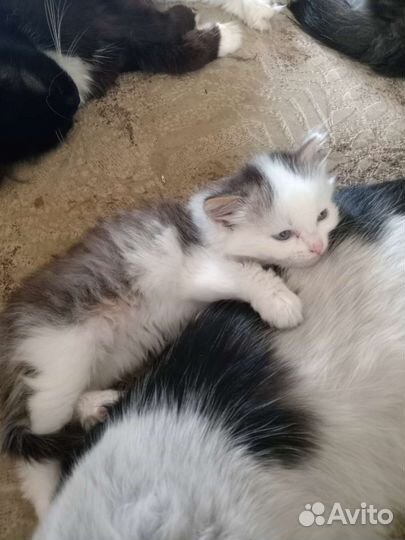 Кошка в дар