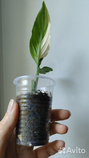 Спатифиллум picasso