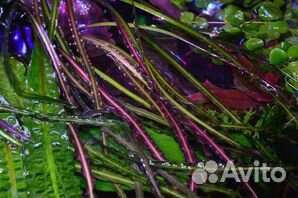 Продам аквариумные растения