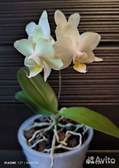 Орхидея фаленопсис 