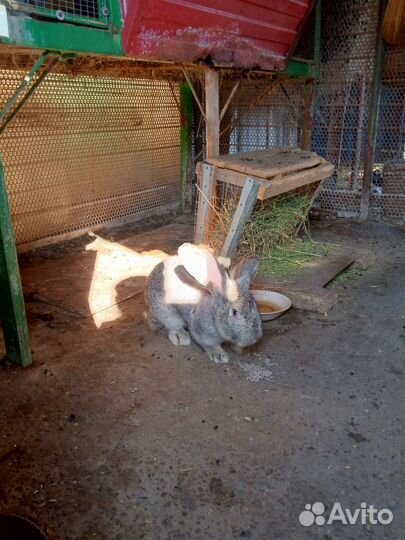 Кроль для потомства