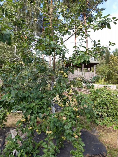 Участок 15,4 сот. (СНТ, ДНП)