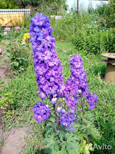 Многолетники для сада