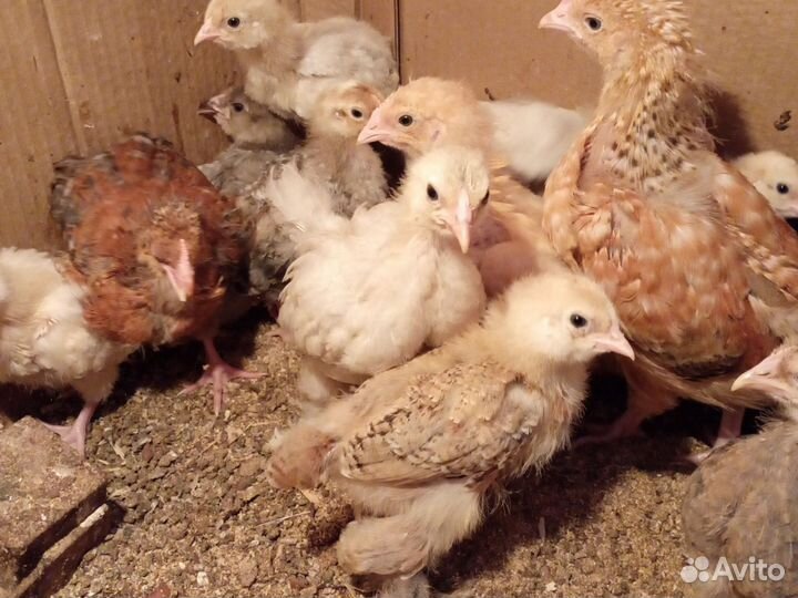 Цыплята породистые