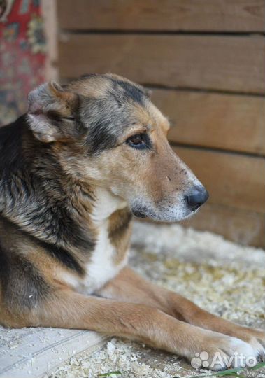 Собаки из приюта