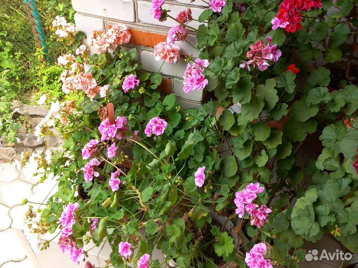 Пеларгония герань