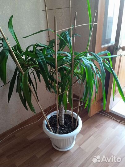 Дендробиум