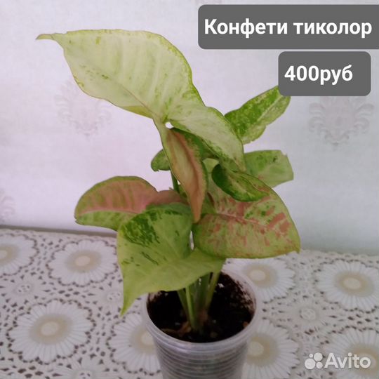 Сингониумы сортовые