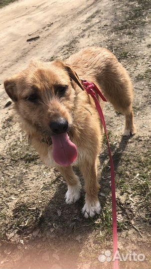 Отдам крупную молодую собаку