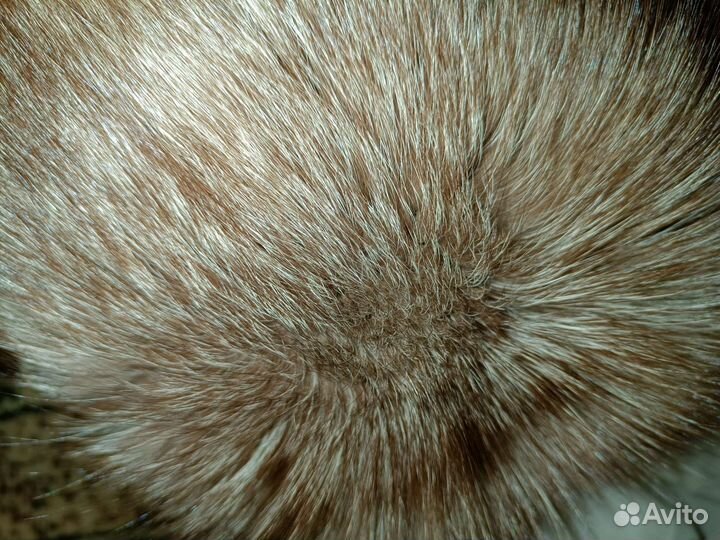 Шапка песец